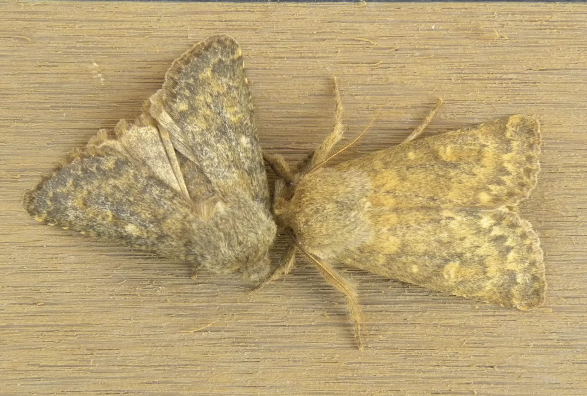 Brindled Ochre (Dasypolia templi) photographed in Somerset by Sue Davies