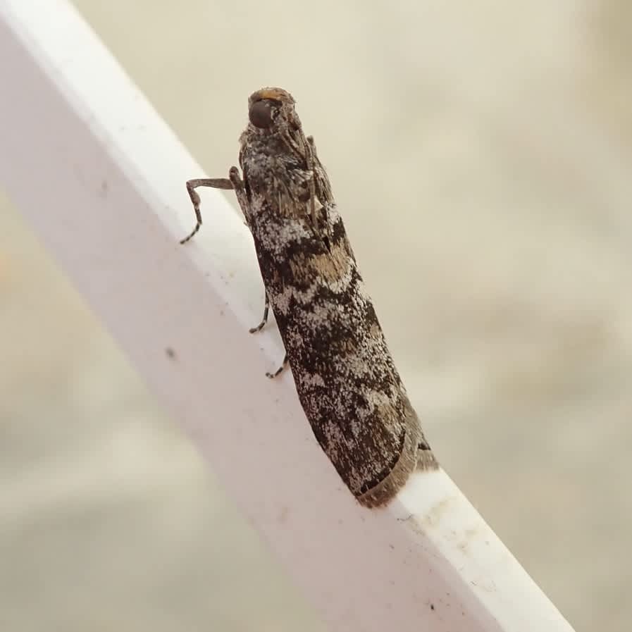 Dark Pine Knot-horn (Dioryctria abietella) photographed in Somerset by Sue Davies