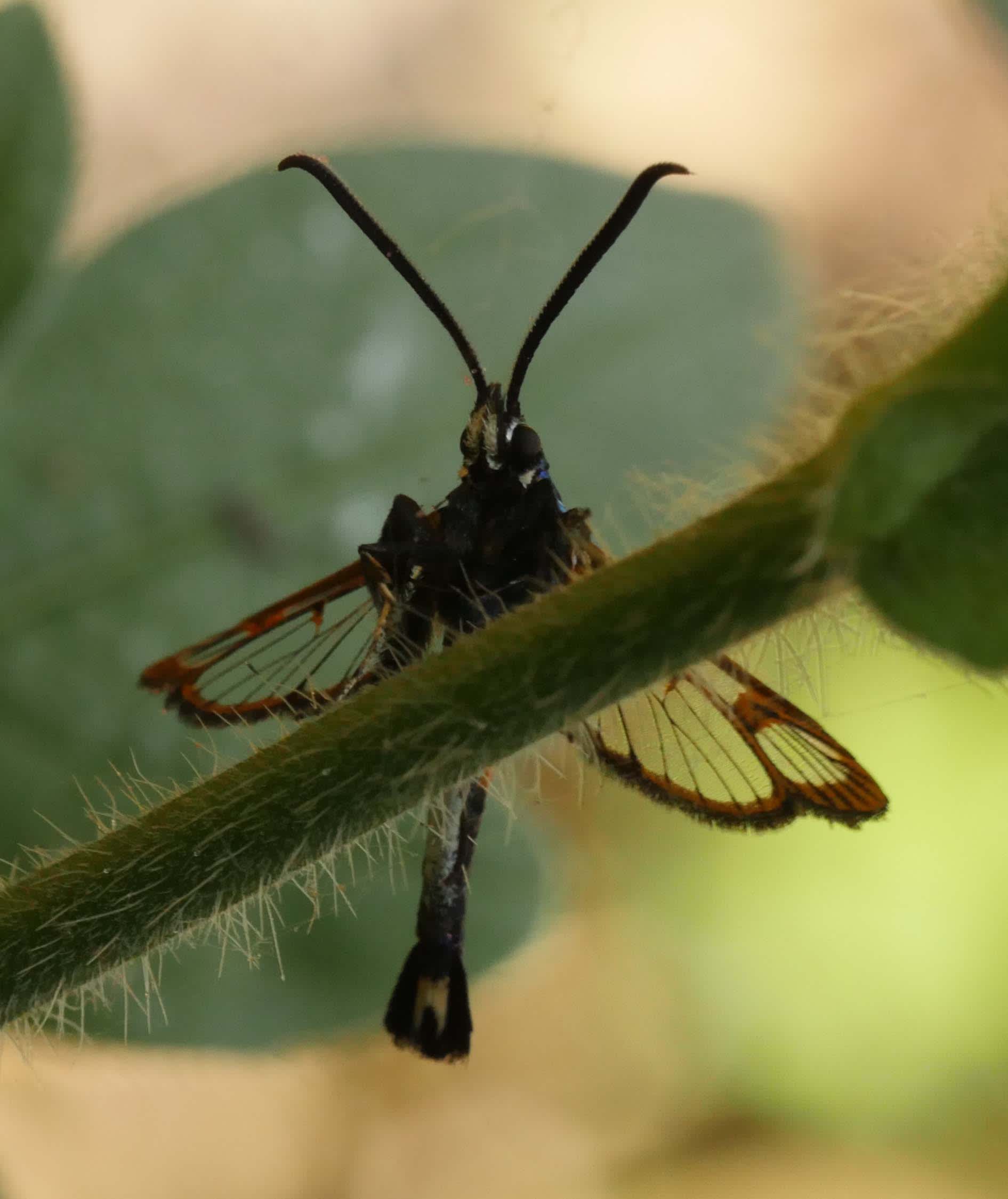 Red-belted Clearwing (Synanthedon myopaeformis) photographed in Somerset by Jenny Vickers