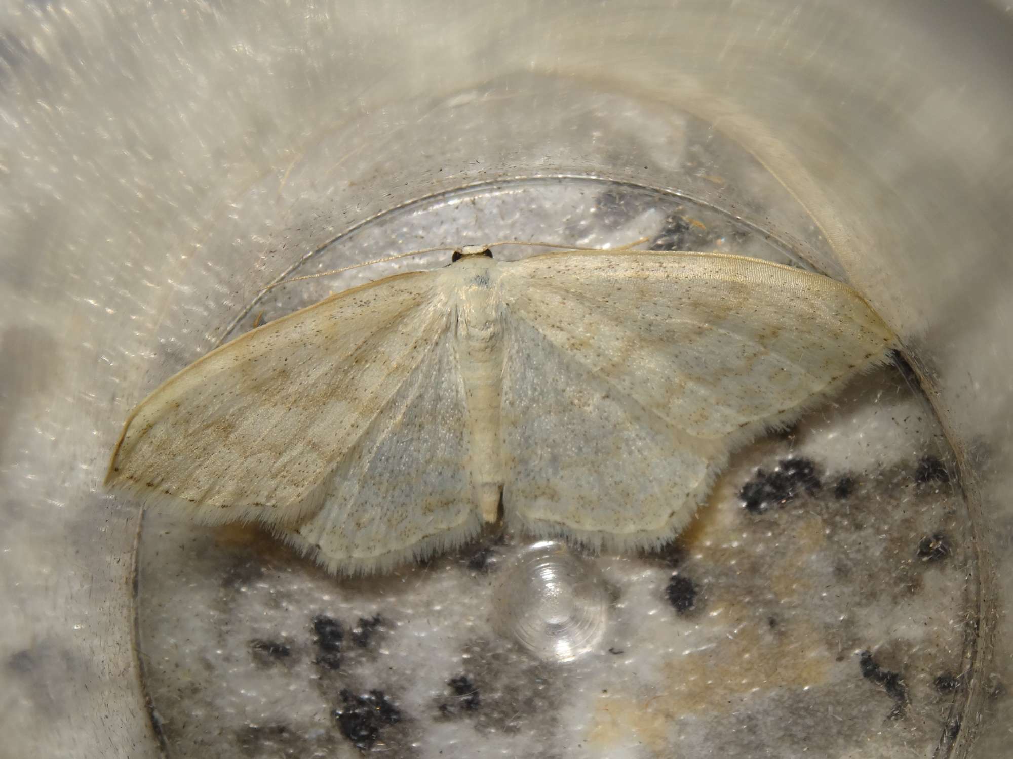 Cream Wave (Scopula floslactata) photographed in Somerset by Christopher Iles