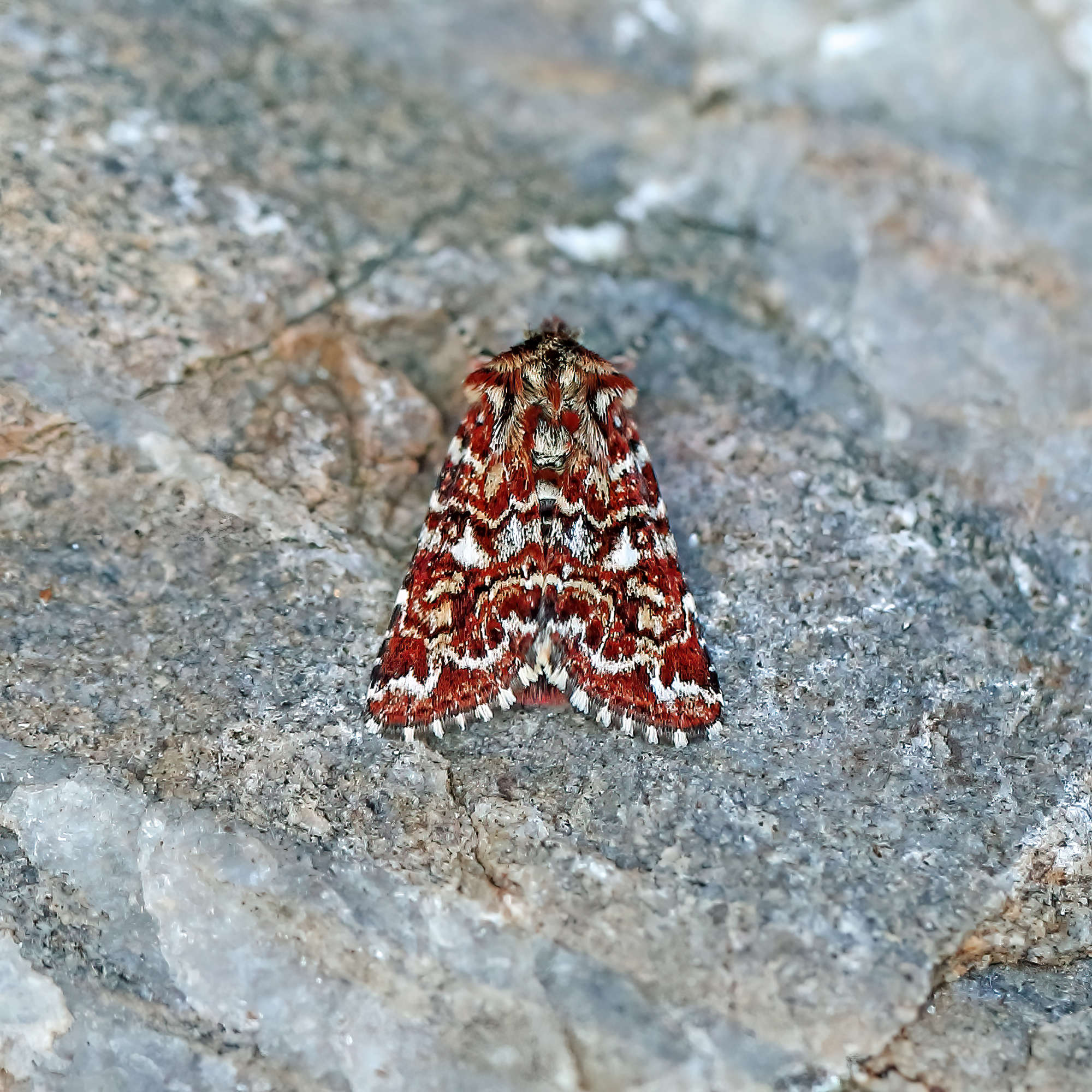 Beautiful Yellow Underwing (Anarta myrtilli) photographed in Somerset by Nigel Voaden