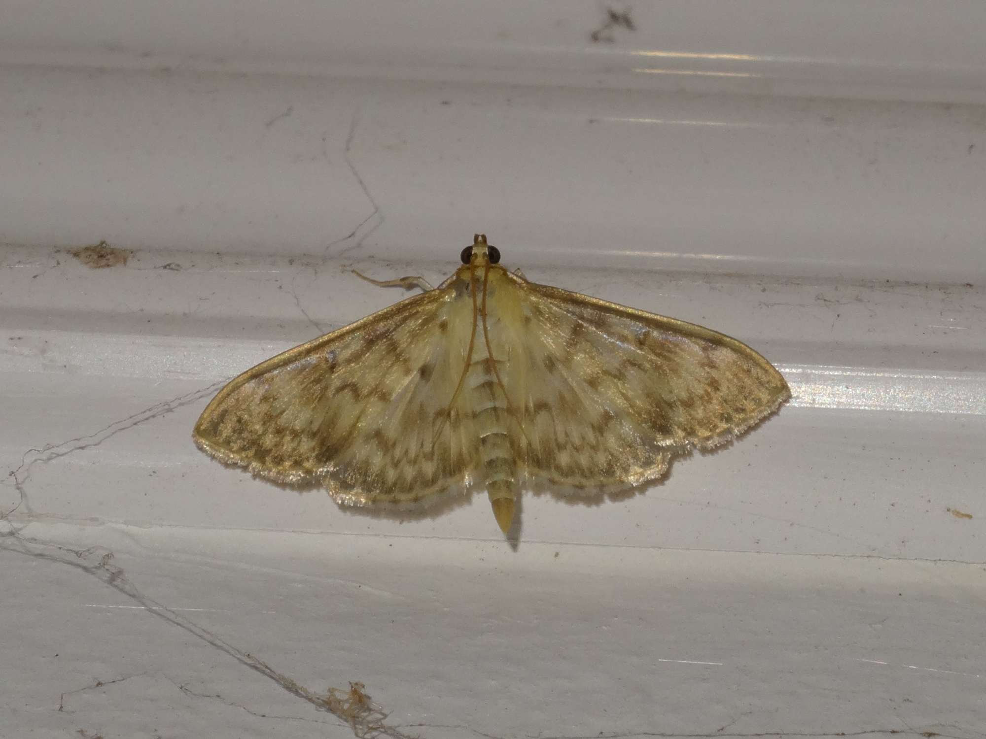 Mother of Pearl (Patania ruralis) photographed in Somerset by Christopher Iles