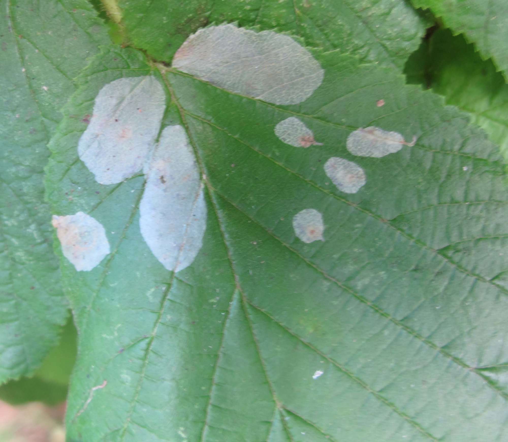 Nut-leaf Blister Moth (Phyllonorycter coryli) photographed in Somerset by Jenny Vickers