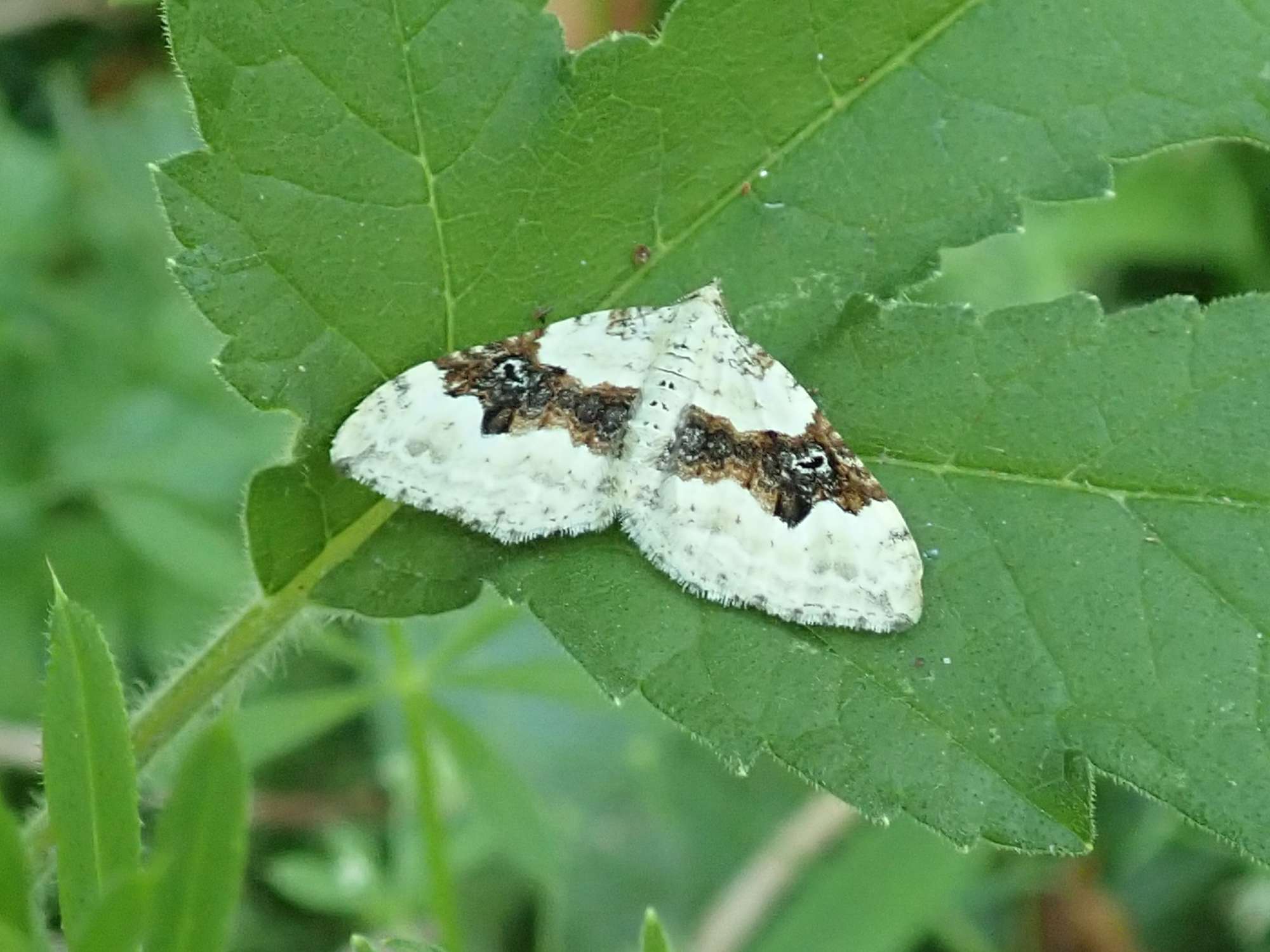 Silver-ground Carpet (Xanthorhoe montanata) photographed in Somerset by Christopher Iles