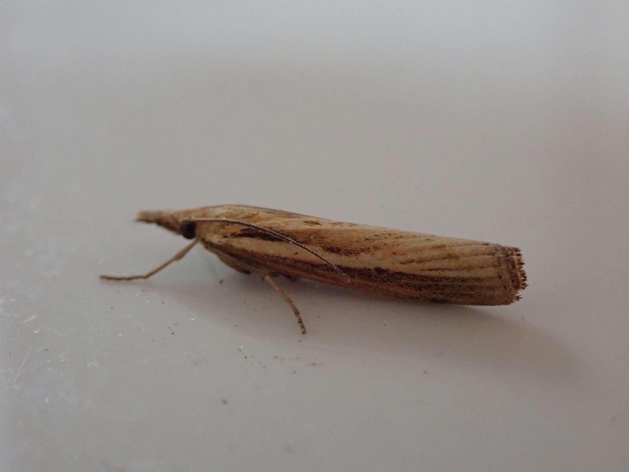 Common Grass-veneer (Agriphila tristella) photographed in Somerset by Christopher Iles