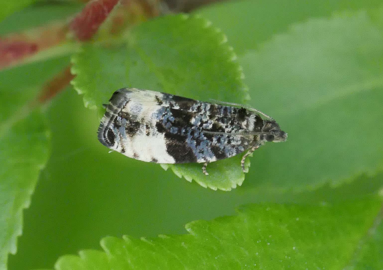 Plum Tortrix (Hedya pruniana) photographed in Somerset by Jenny Vickers