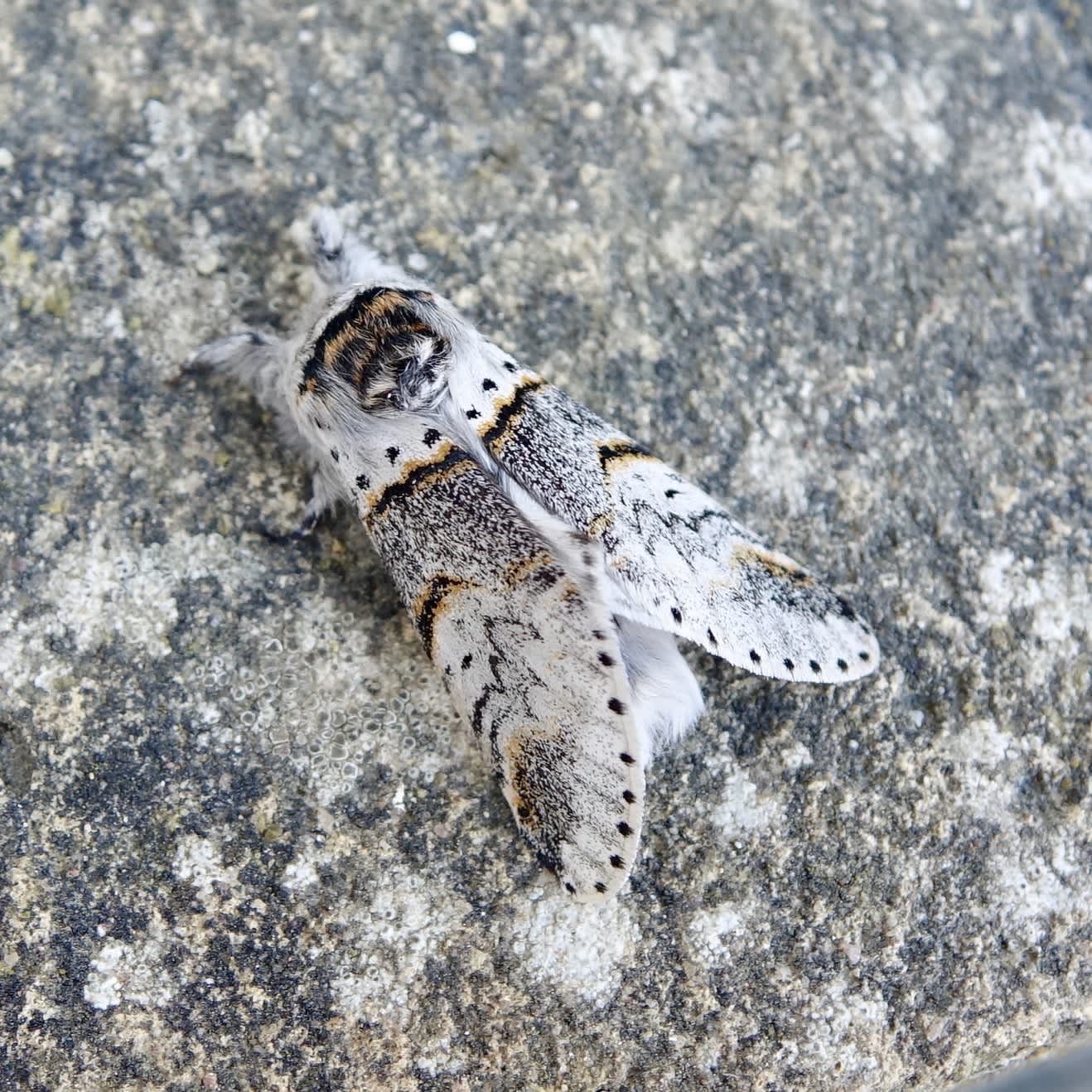 Poplar Kitten (Furcula bifida) photographed in Somerset by Sue Davies