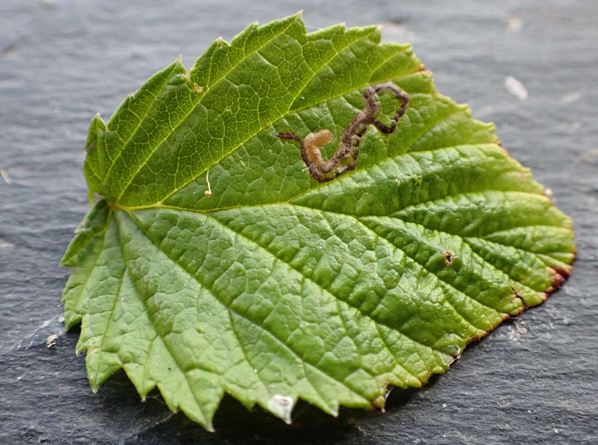 Dropwort Pigmy (Stigmella filipendulae) photographed in Somerset by Jenny Vickers