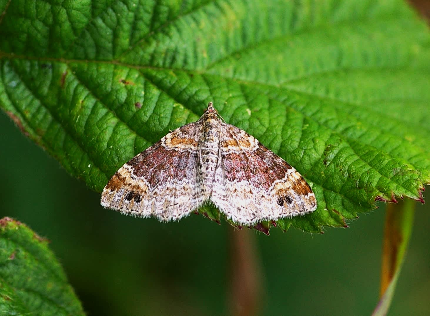 Red Twin-spot Carpet (Xanthorhoe spadicearia) photographed in Somerset by John Connolly