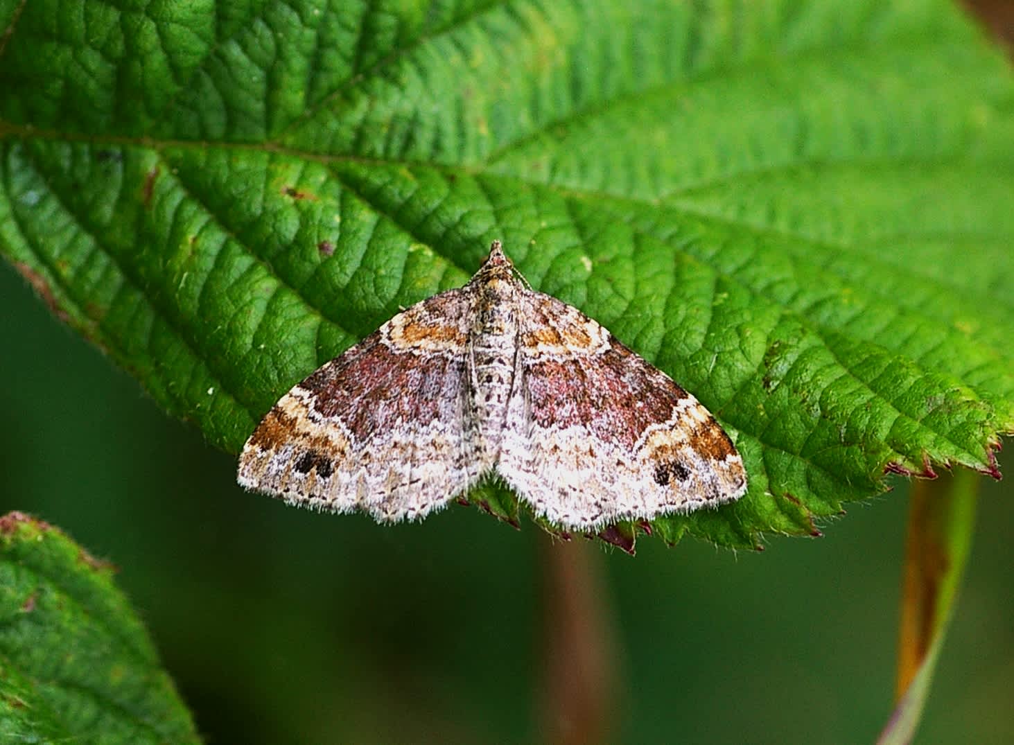 Red Twin-spot Carpet (Xanthorhoe spadicearia) photographed in Somerset by John Connolly