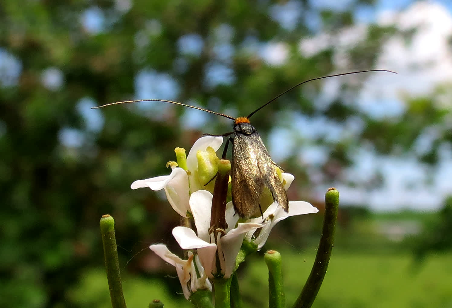 Meadow Long-horn (Cauchas rufimitrella) photographed in Somerset by Steve Chapple