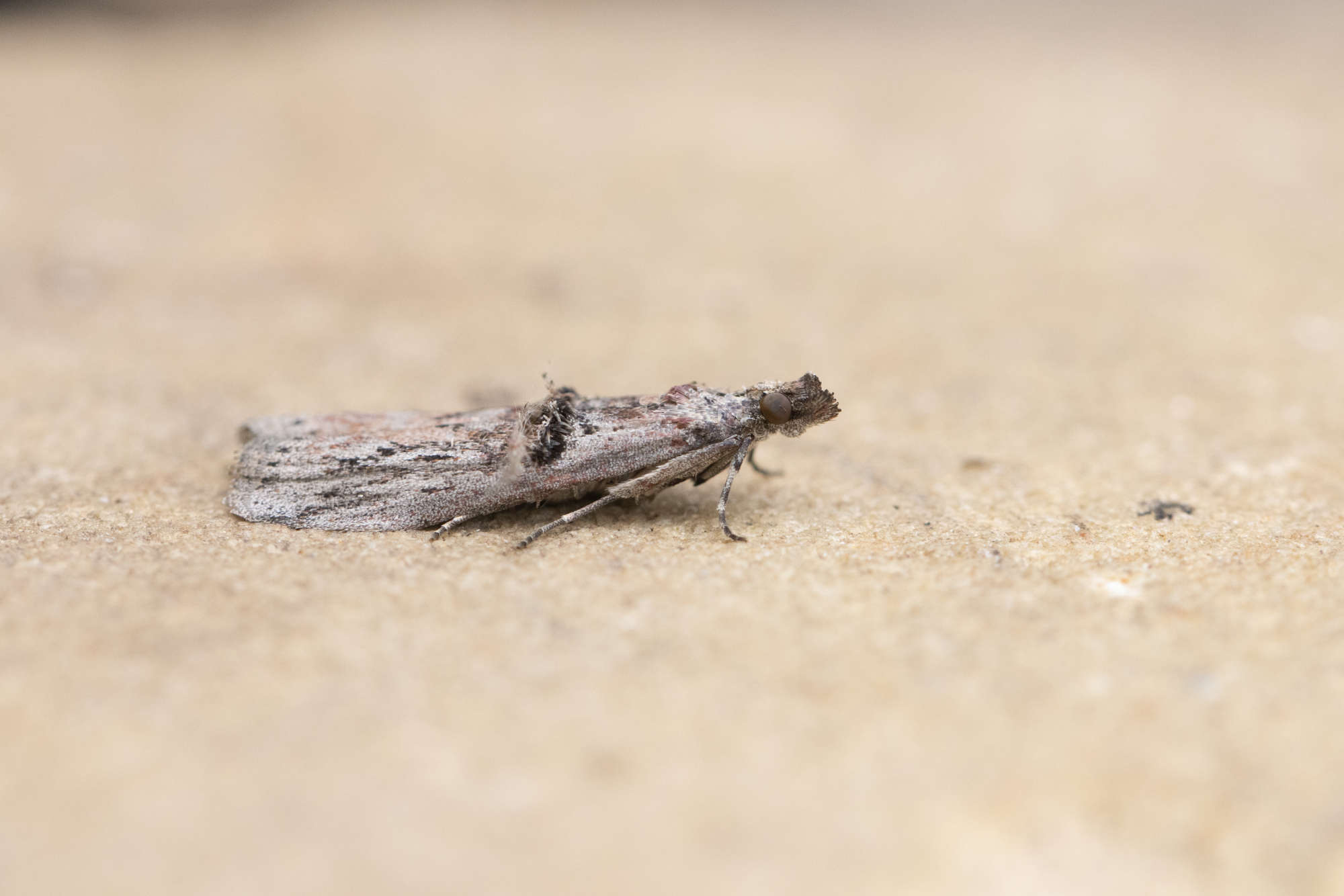 Spindle Knot-horn (Nephopterix angustella) photographed in Somerset by Alex Perry