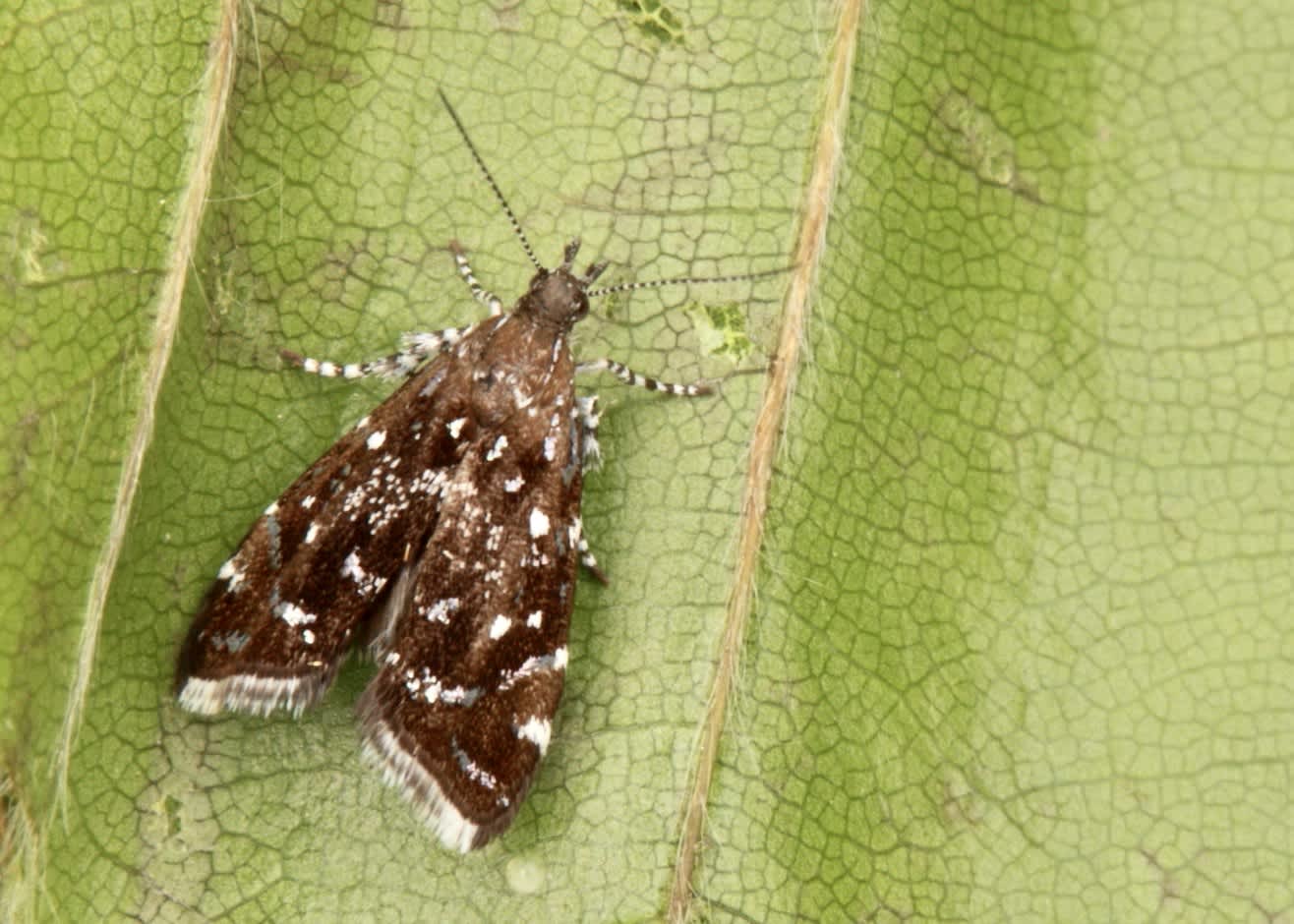 Small Metal-mark (Prochoreutis myllerana) photographed in Somerset by Will Langdon