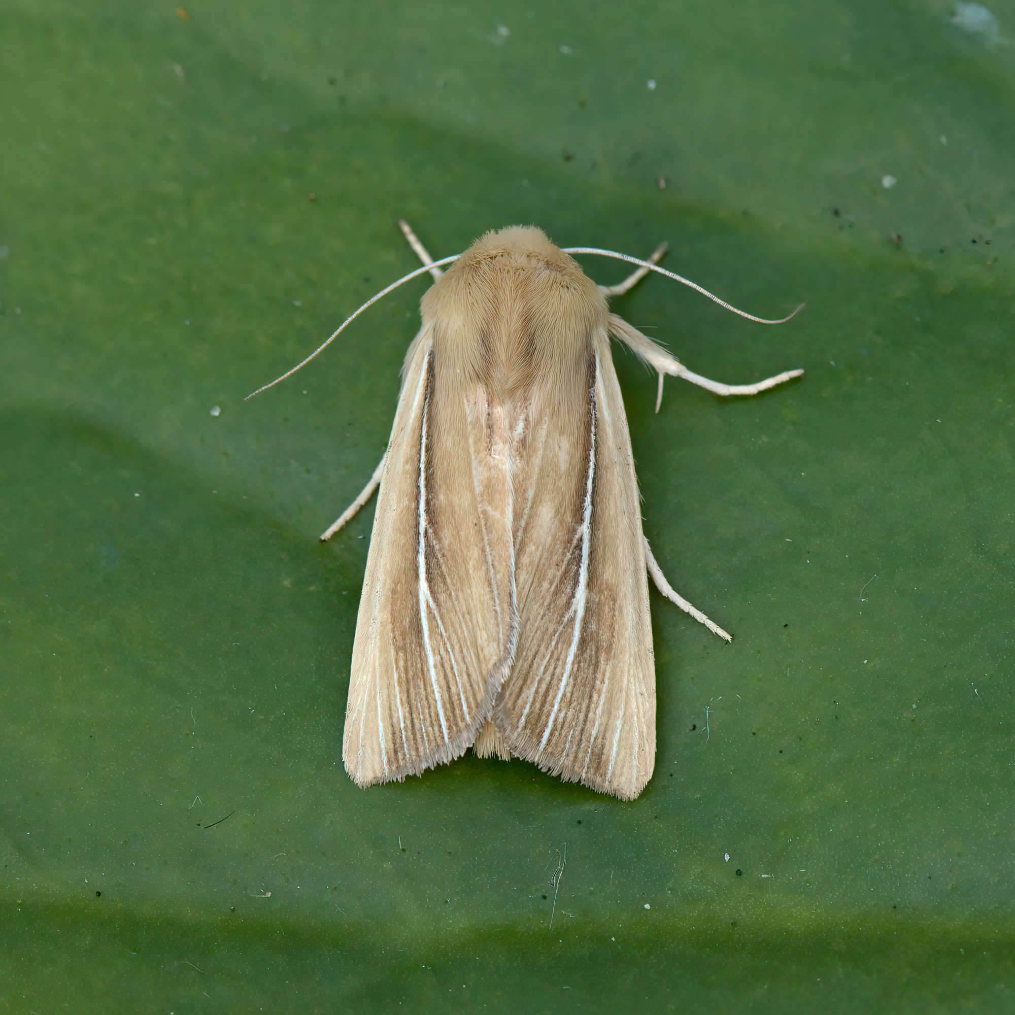 Shore Wainscot (Mythimna litoralis) photographed in Somerset by Nigel Voaden