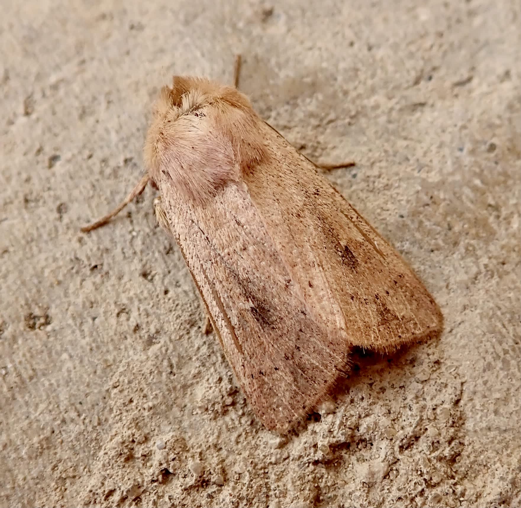 The Clay (Mythimna ferrago) photographed in Somerset by Sue Davies