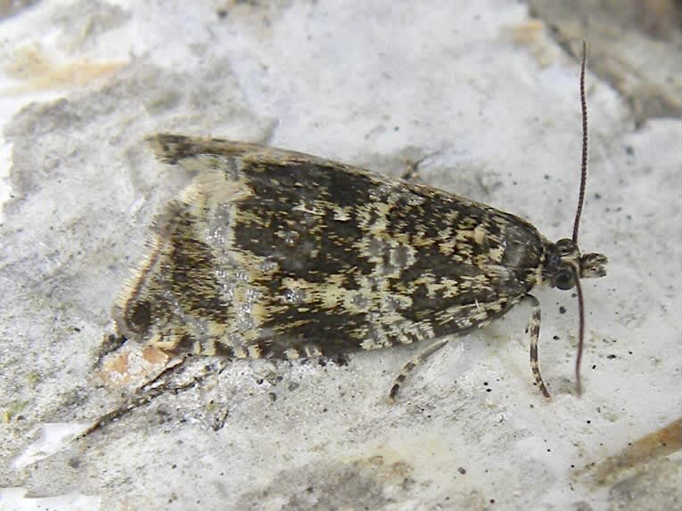 Common Marble (Celypha lacunana) photographed in Somerset by Sue Davies