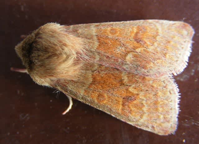 Blossom Underwing (Orthosia miniosa) photographed in Somerset by John Connolly