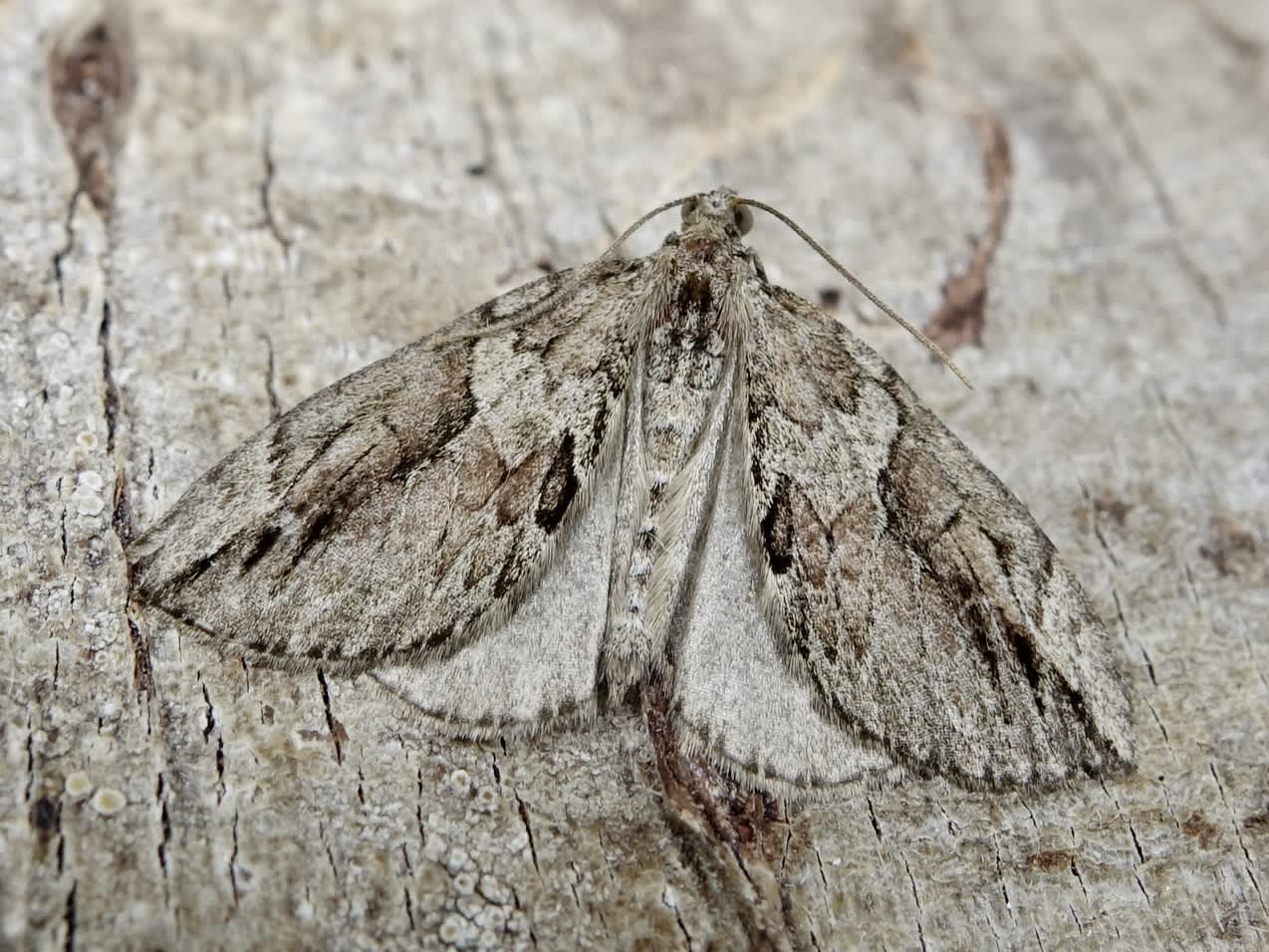 Cypress Carpet (Thera cupressata) photographed in Somerset by Sue Davies