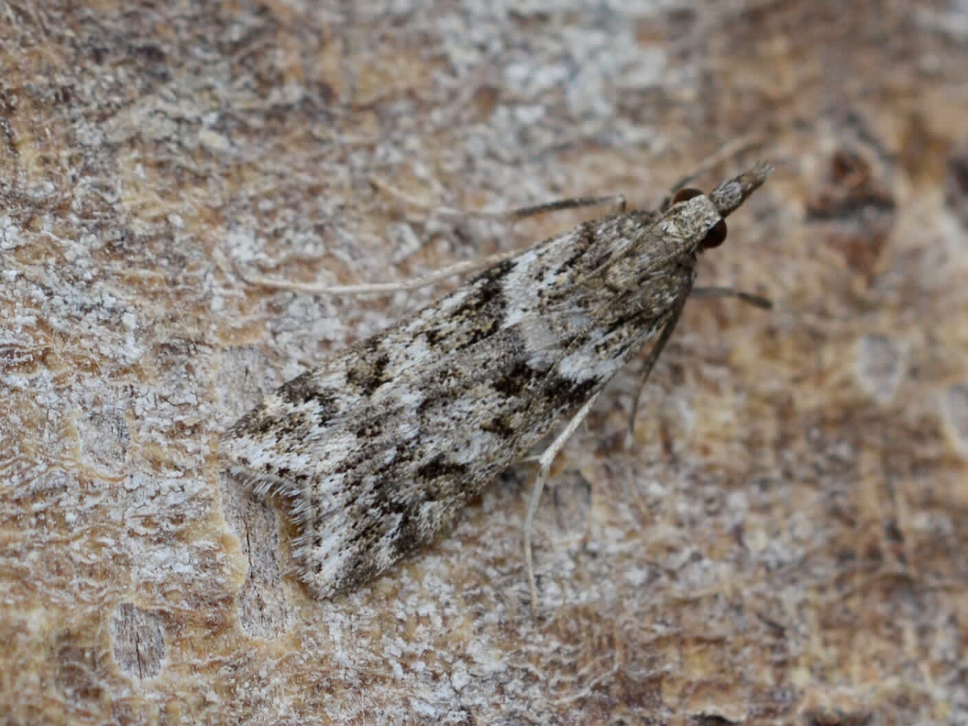 Narrow-winged Grey (Eudonia angustea) photographed in Somerset by Sue Davies