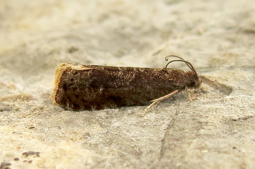 Plum Fruit Moth (Grapholita funebrana) photographed in Somerset by Steve Chapple