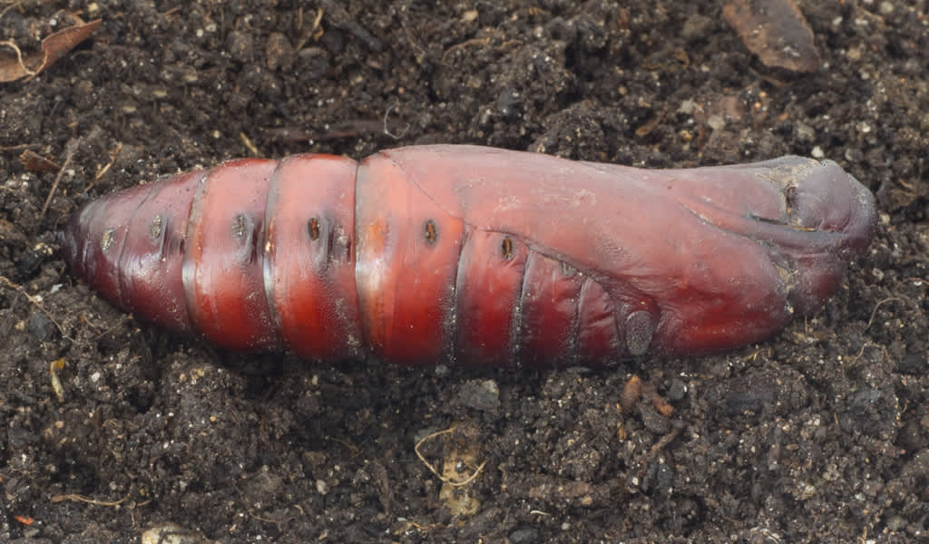 Death's-head Hawk-moth (Acherontia atropos) photographed in Somerset by John Bebbington