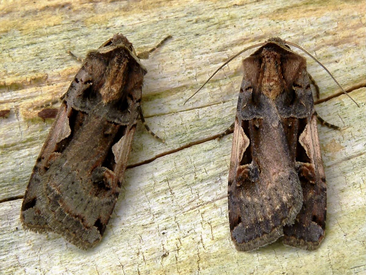 Setaceous Hebrew Character (Xestia c-nigrum) photographed in Somerset by Sue Davies