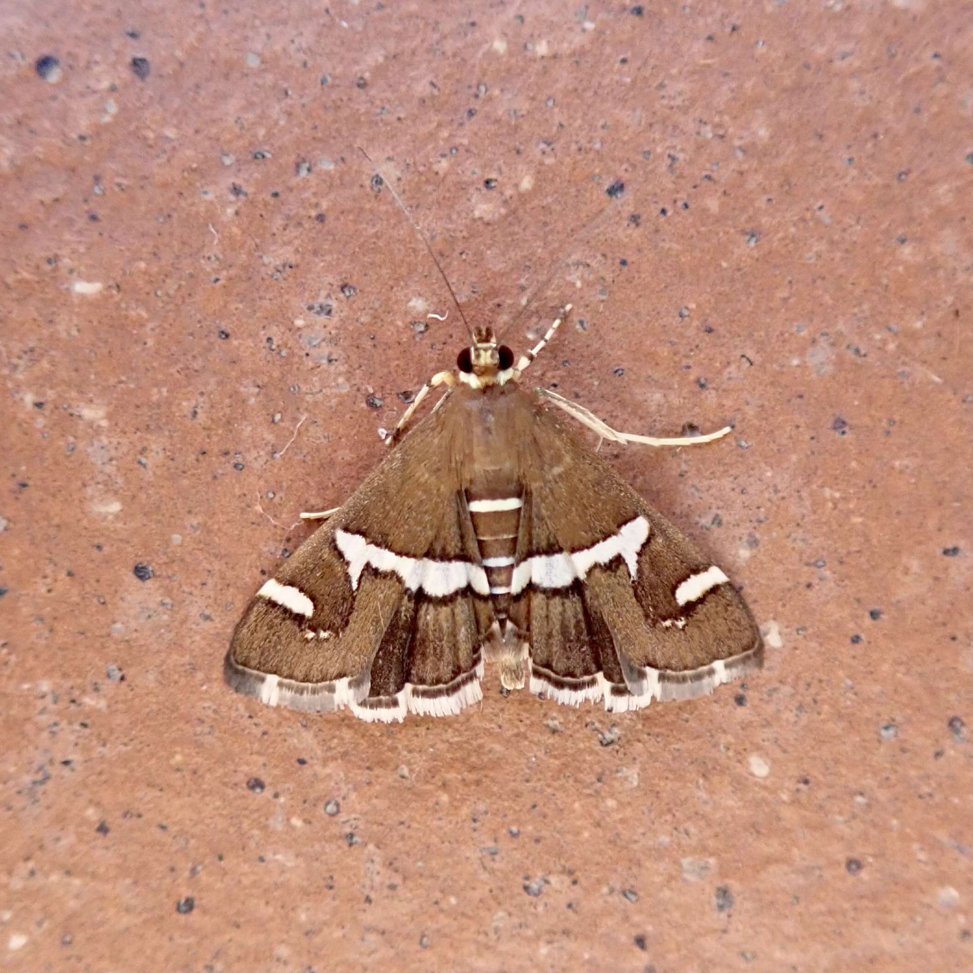 Maize Moth (Spoladea recurvalis) photographed in Somerset by Sue Davies