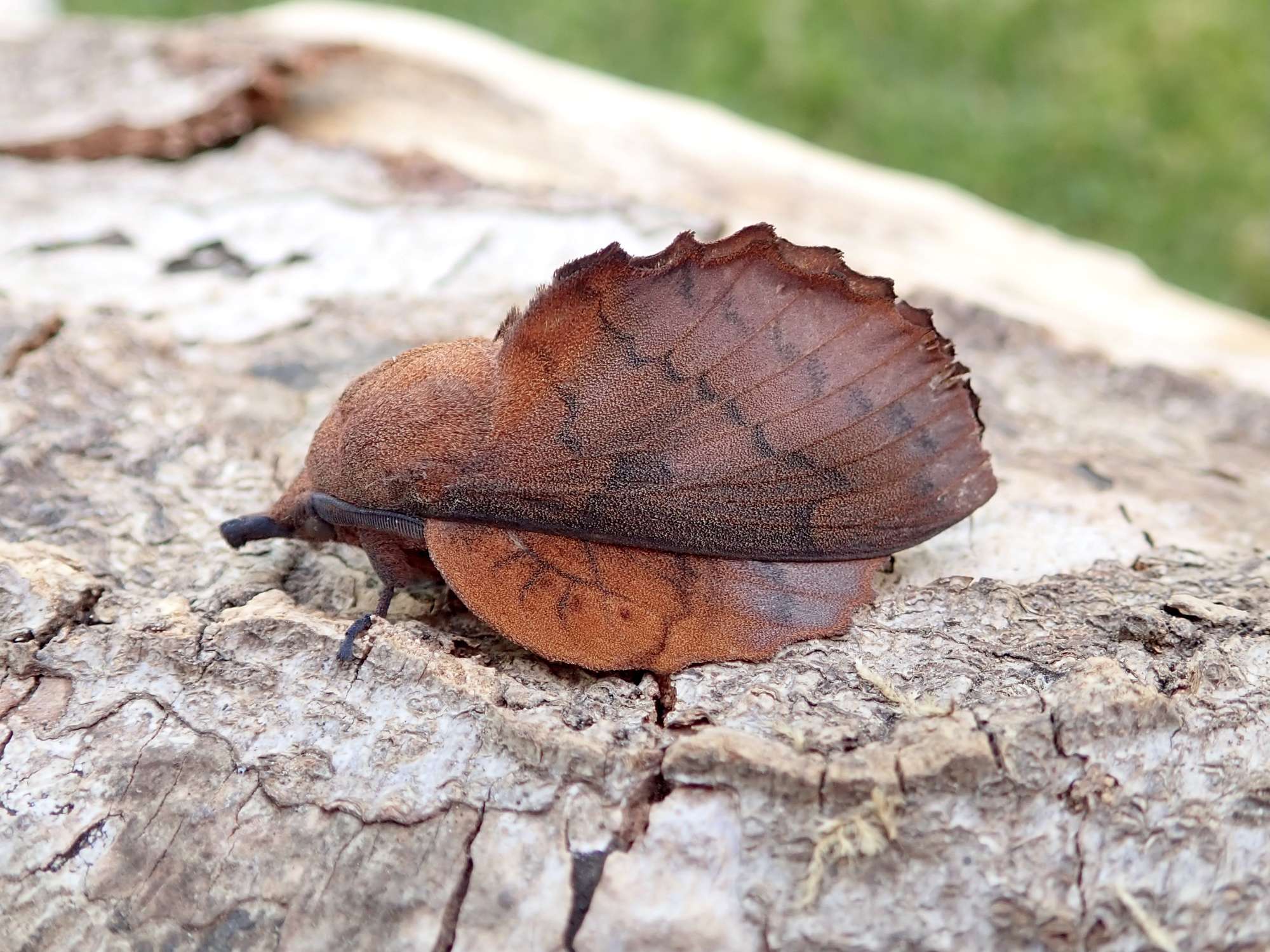 The Lappet (Gastropacha quercifolia) photographed in Somerset by Sue Davies