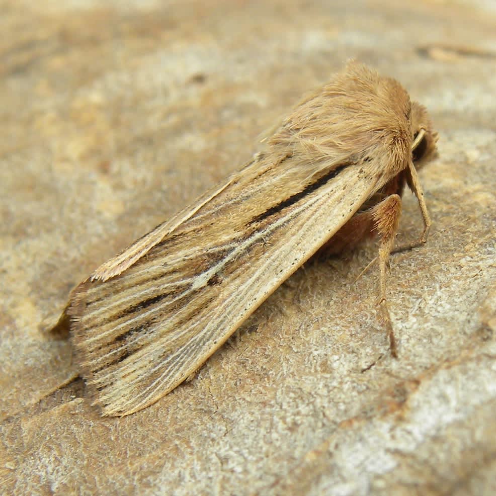 Shoulder-striped Wainscot (Leucania comma) photographed in Somerset by Sue Davies