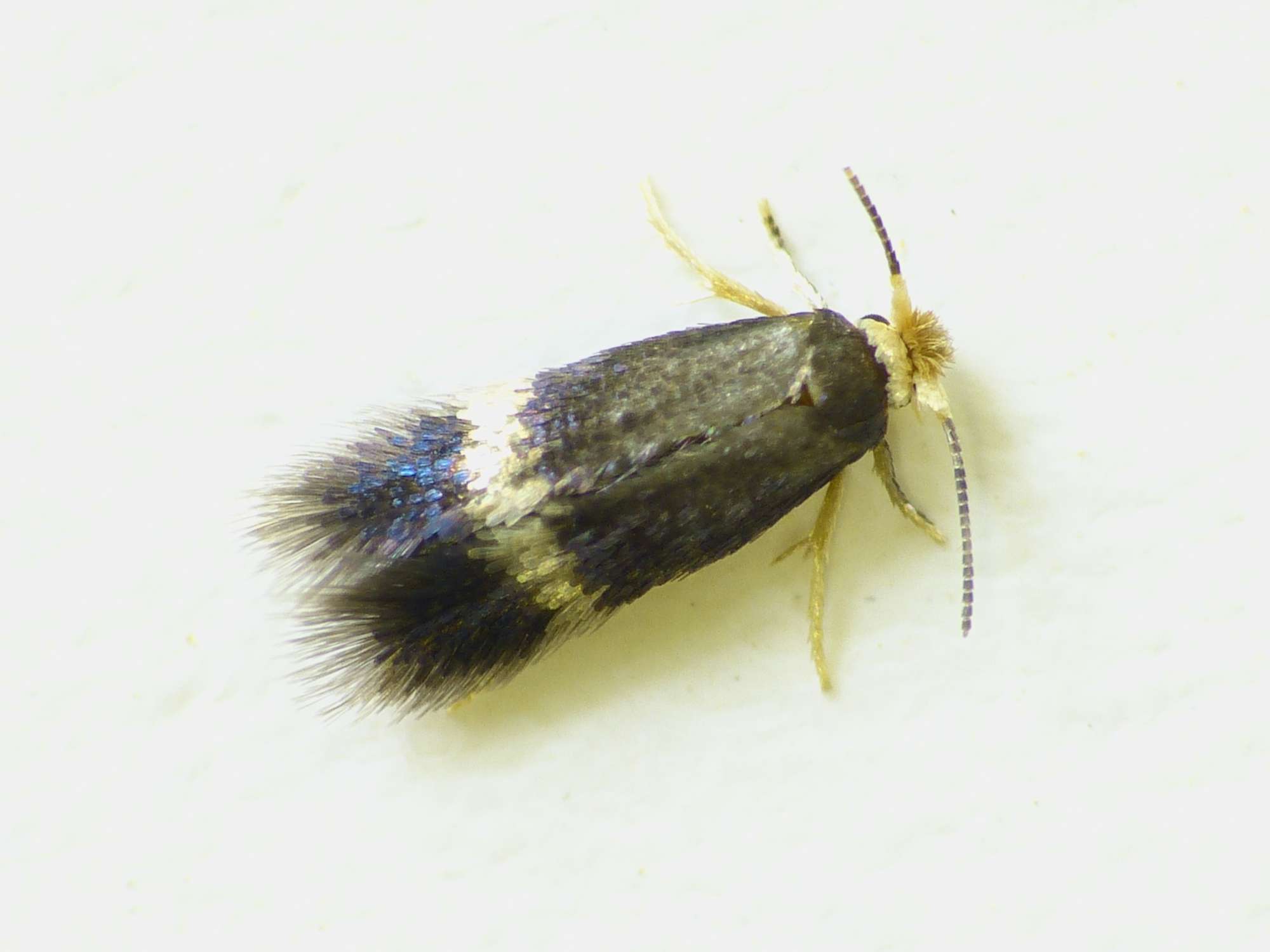 Nut-tree Pigmy (Stigmella microtheriella) photographed in Somerset by Paul Wilkins