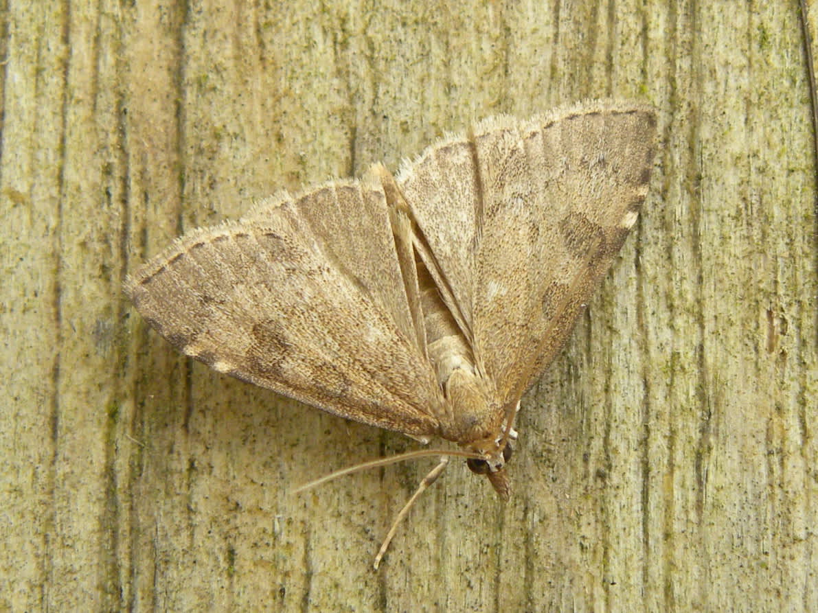 Dusky Pearl (Udea prunalis) photographed in Somerset by Sue Davies