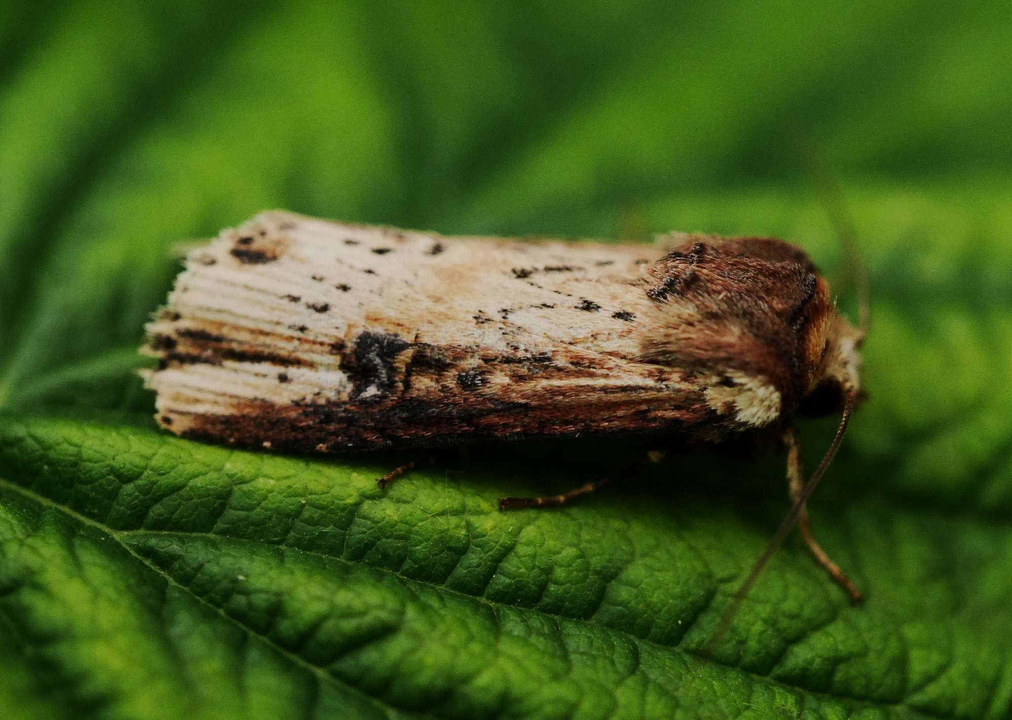 The Flame (Axylia putris) photographed in Somerset by John Connolly