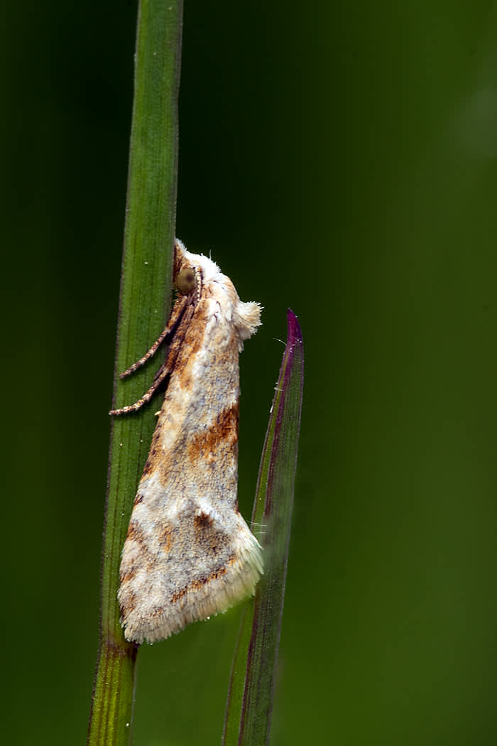 Straw Conch (Cochylimorpha straminea) photographed in Somerset by John Bebbington