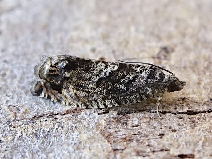 Large Beech Piercer (Cydia fagiglandana) photographed in Somerset by Sue Davies