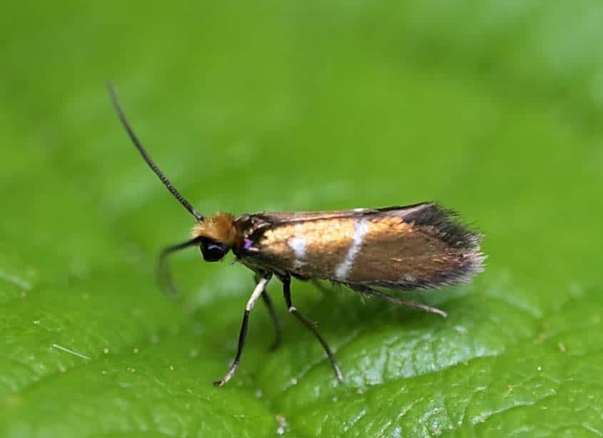 White-barred Gold (Micropterix aruncella) photographed in Somerset by Richard Downes