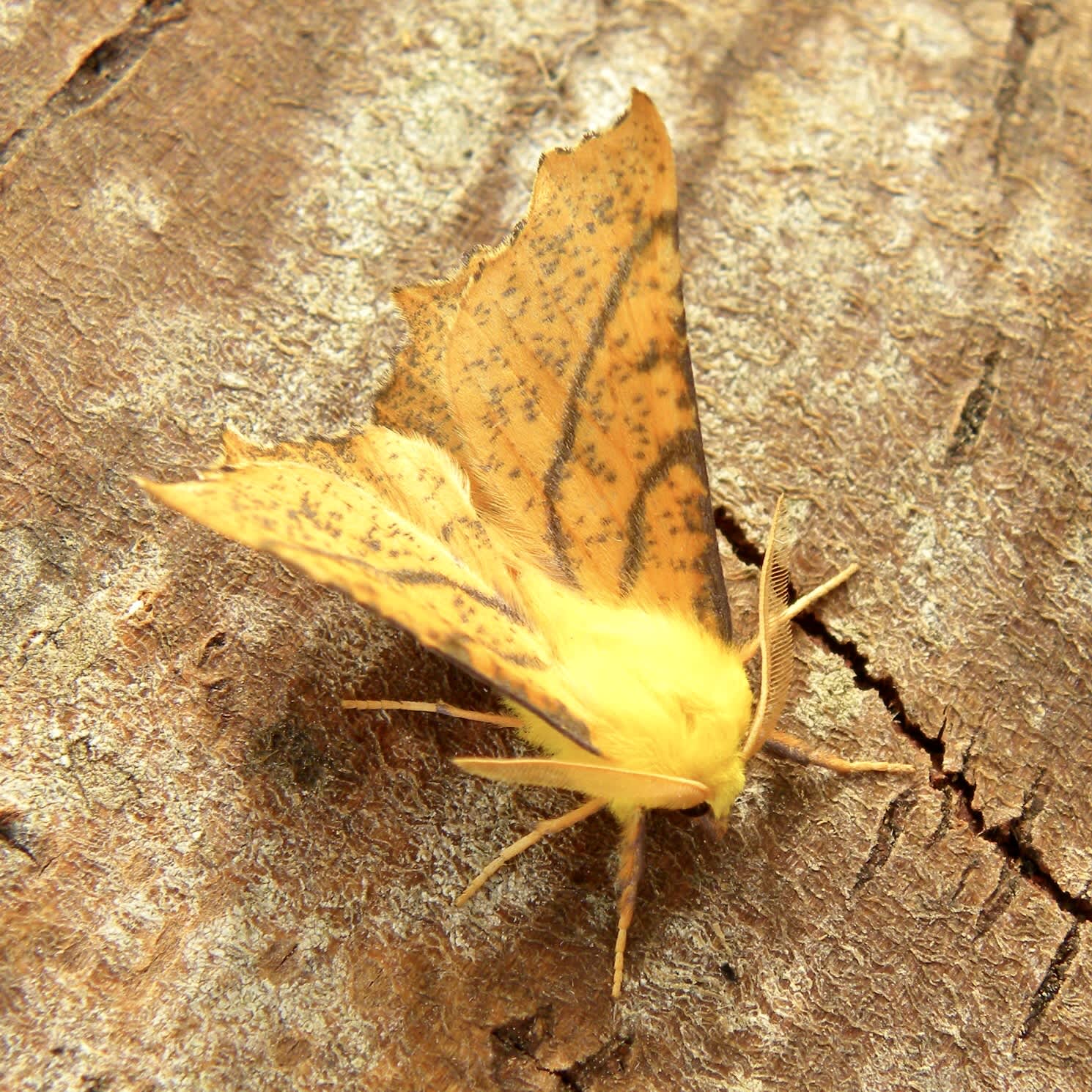 Canary-shouldered Thorn (Ennomos alniaria) photographed in Somerset by Sue Davies