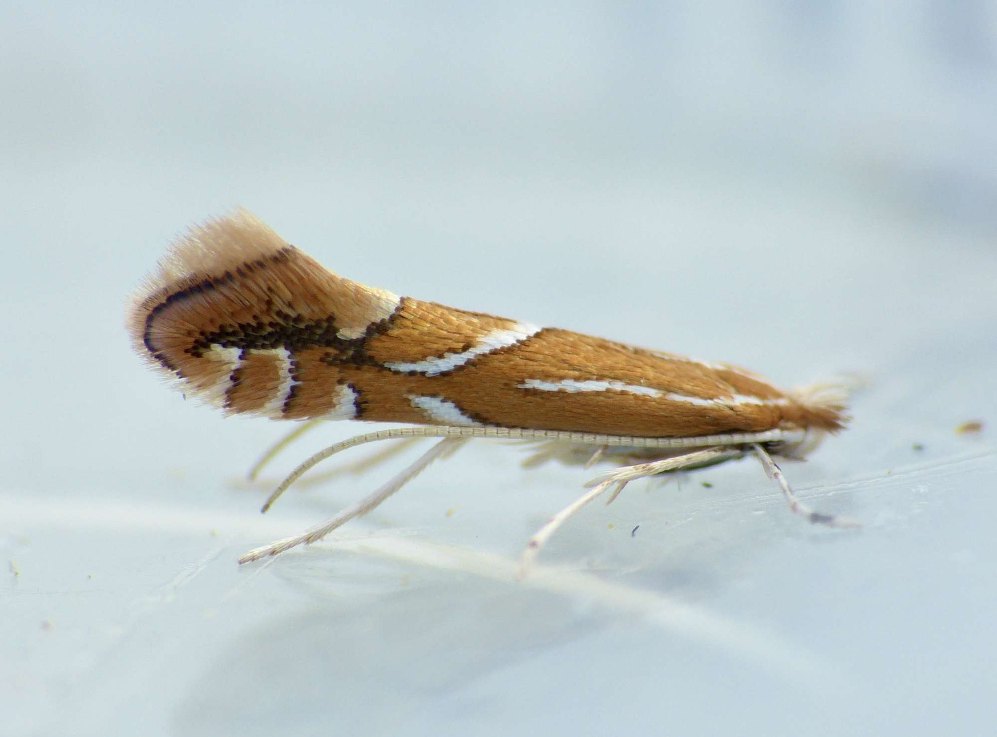 Firethorn Leaf-miner (Phyllonorycter leucographella) photographed in Somerset by Paul Wilkins