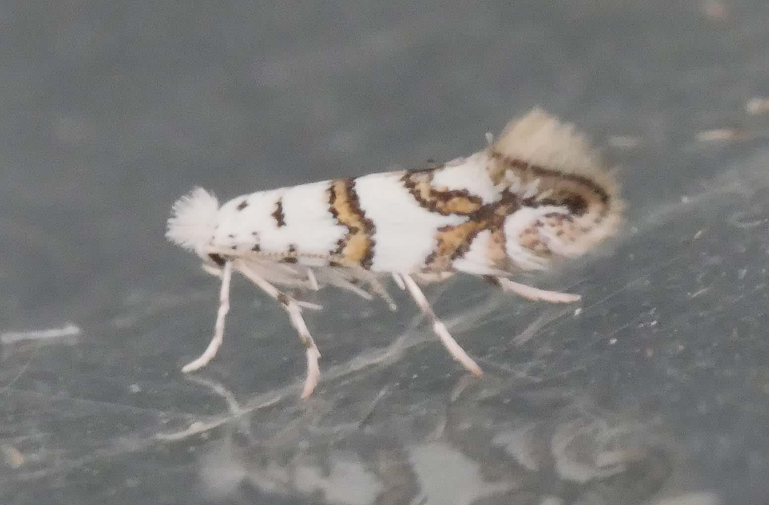 White-bodied Midget (Phyllonorycter joannisi) photographed in Somerset by Jenny Vickers