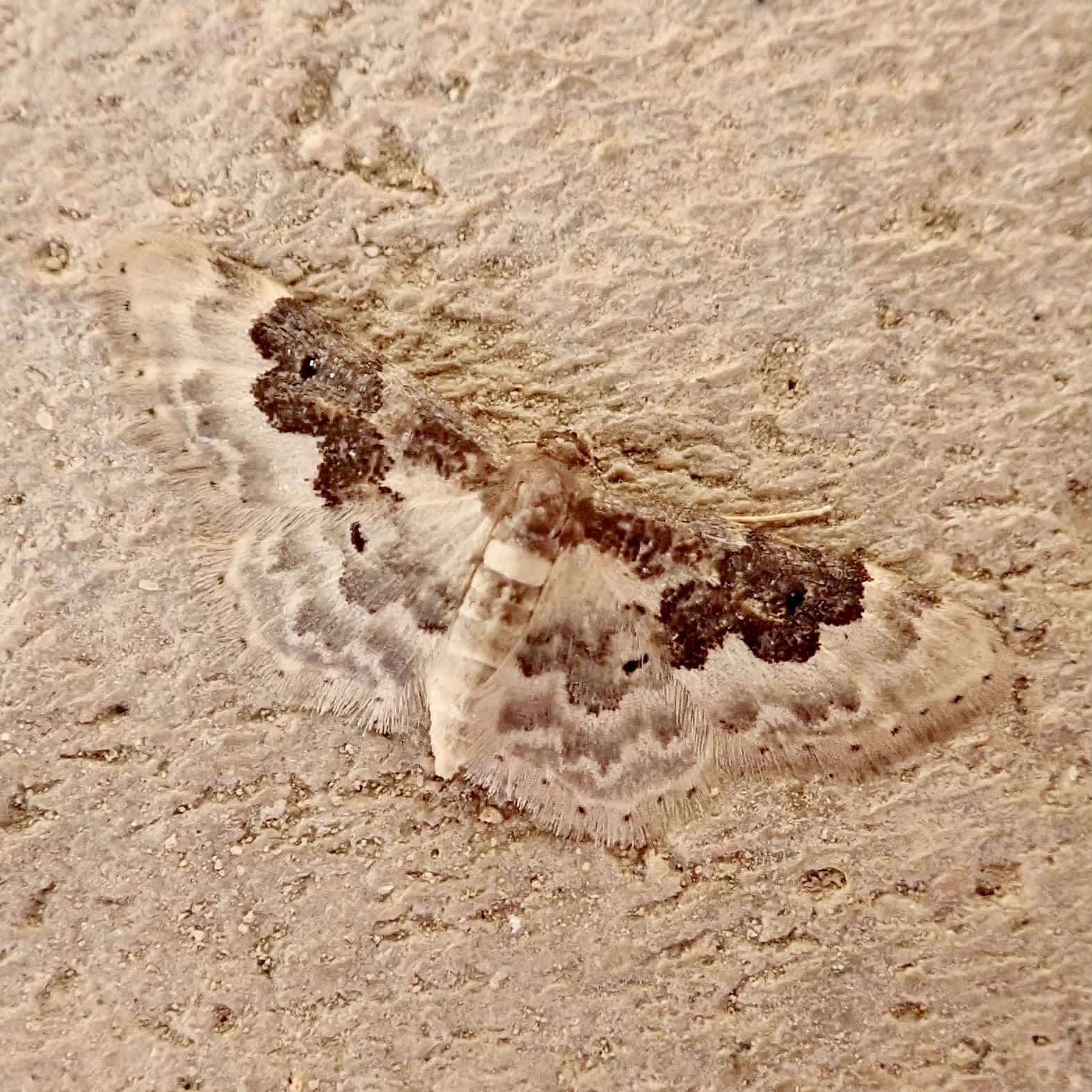 Least Carpet (Idaea rusticata) photographed in Somerset by Sue Davies