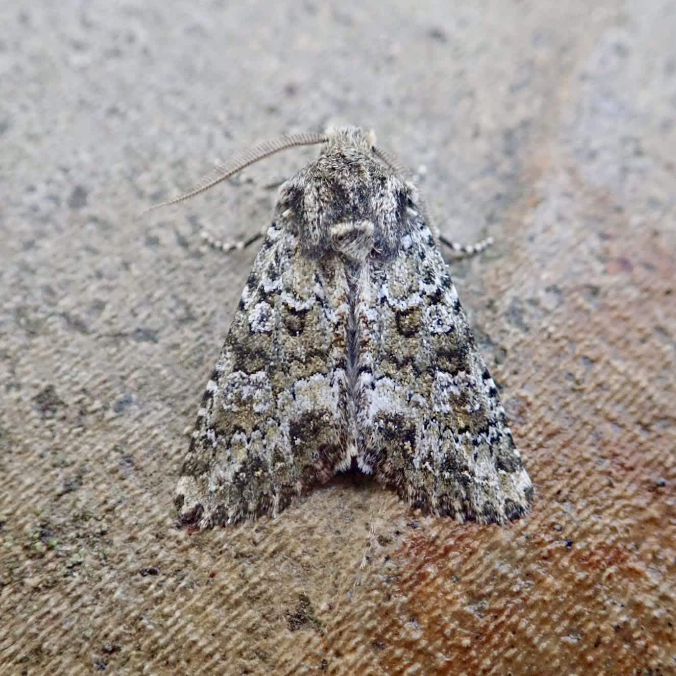 Feathered Ranunculus (Polymixis lichenea) photographed in Somerset by Sue Davies