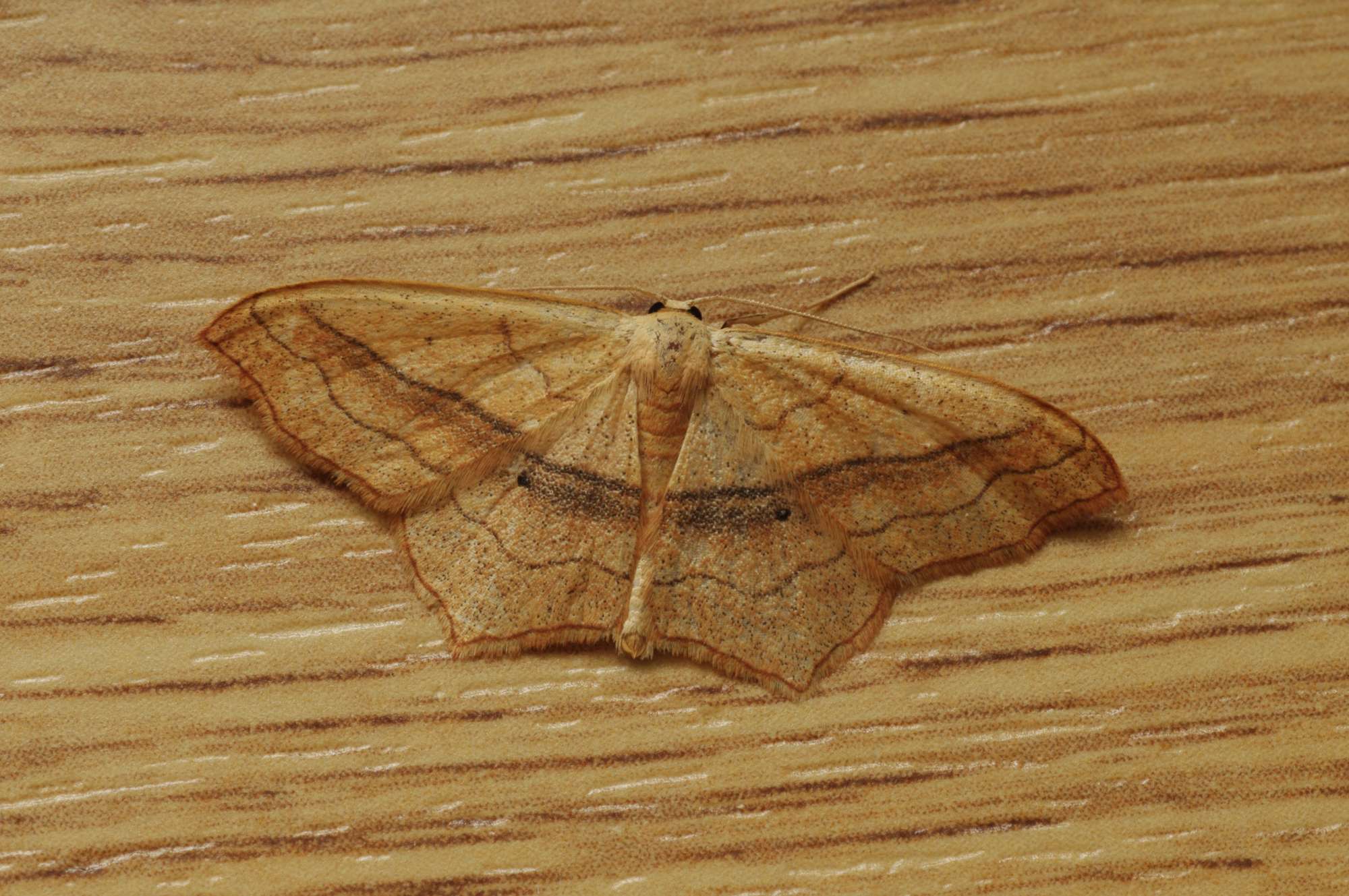 Small Blood-vein (Scopula imitaria) photographed in Somerset by John Connolly