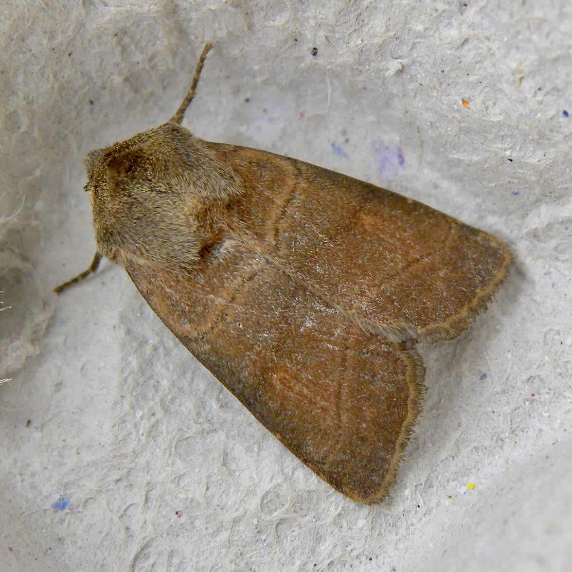 Treble Lines (Charanyca trigrammica) photographed in Somerset by Sue Davies