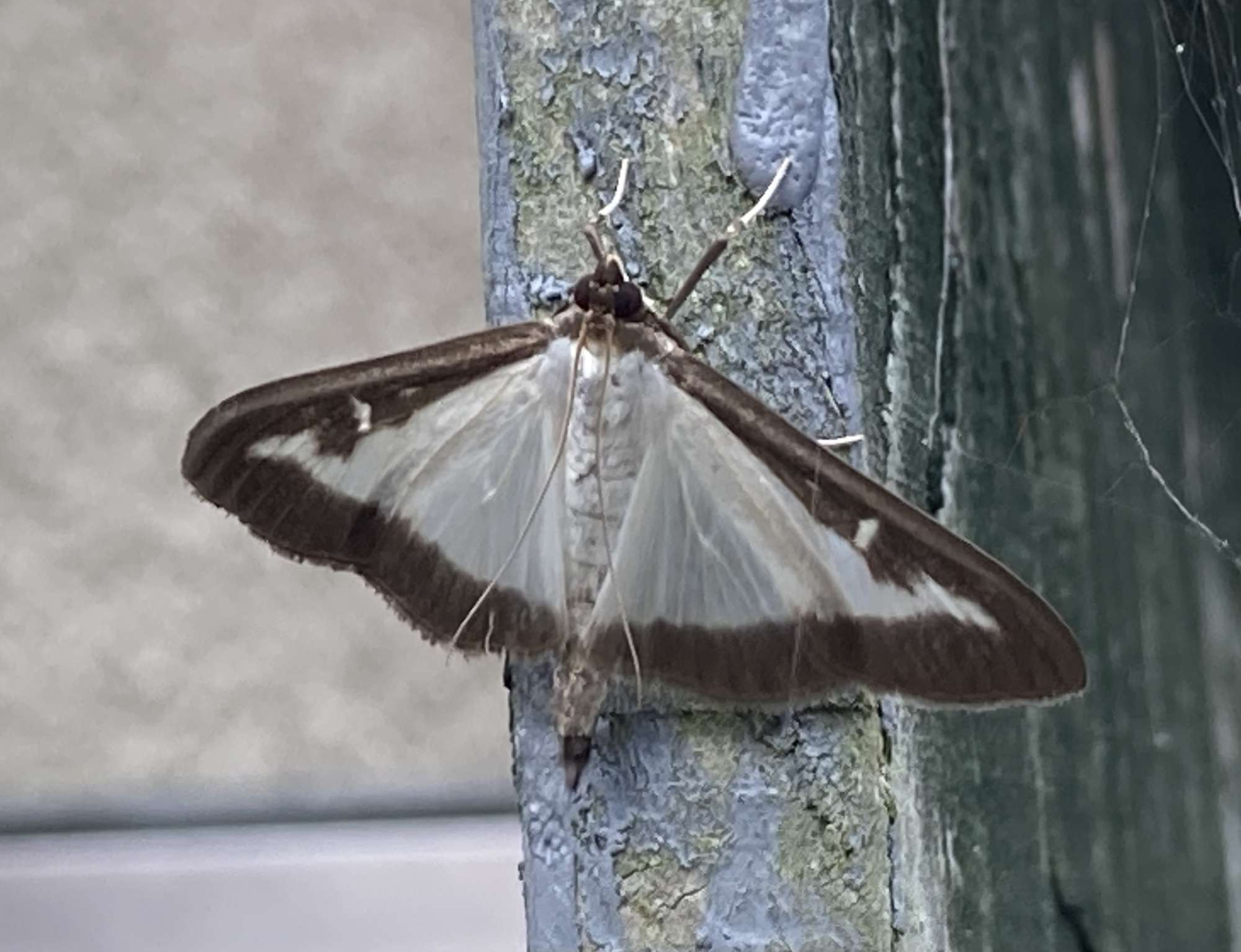 Box-tree Moth (Cydalima perspectalis) photographed in Somerset by John Connolly