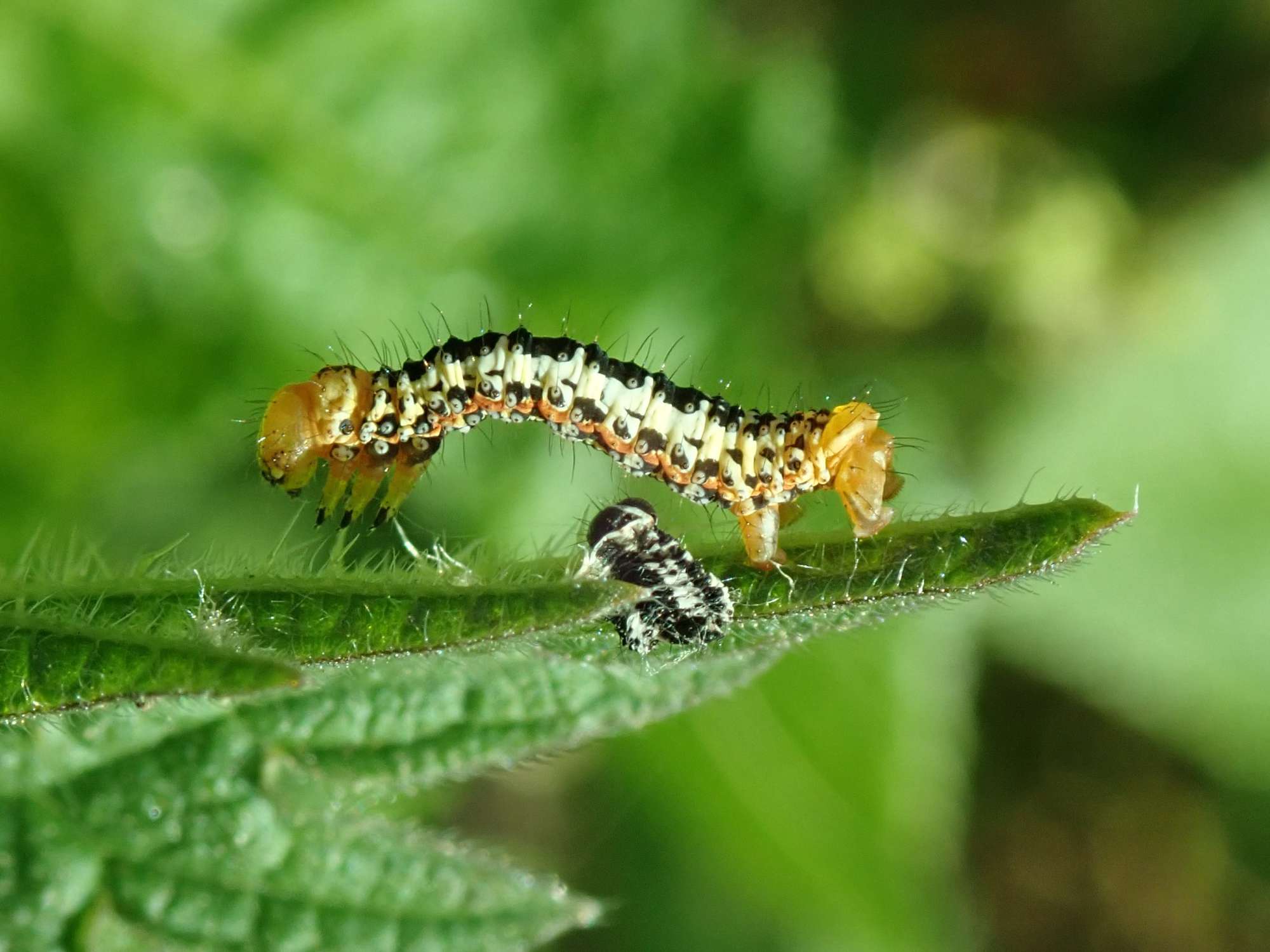 The Magpie (Abraxas grossulariata) photographed in Somerset by Christopher Iles