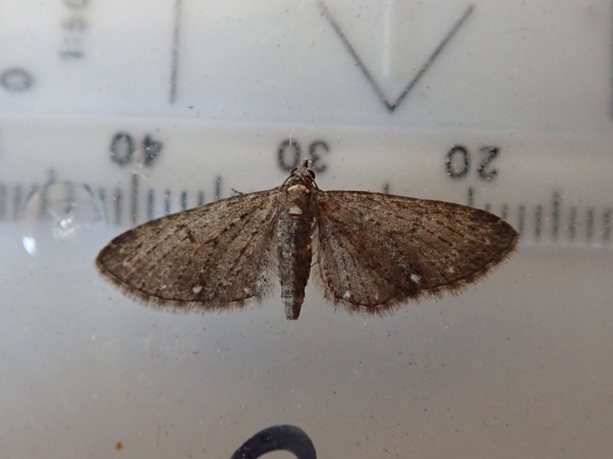 White-spotted Pug (Eupithecia tripunctaria) photographed in Somerset by Christopher Iles