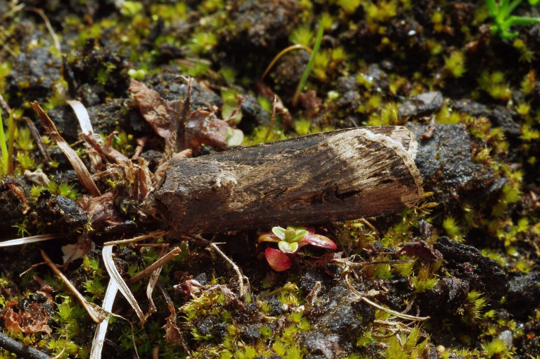 Dark Sword-grass (Agrotis ipsilon) photographed in Somerset by John Connolly