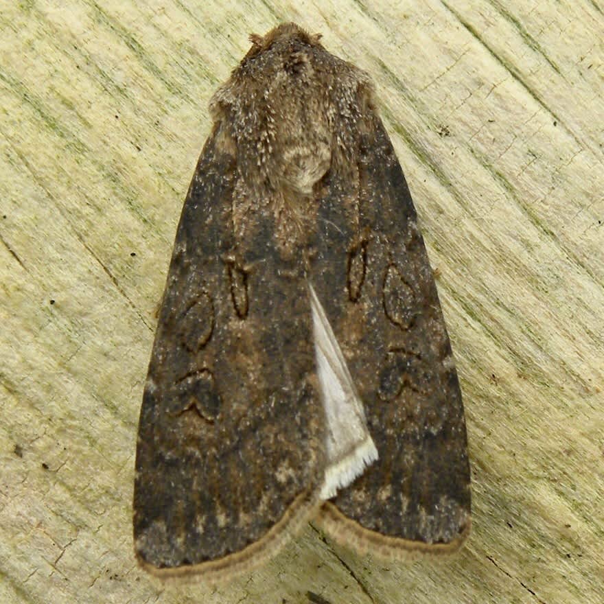 Garden Dart (Euxoa nigricans) photographed in Somerset by Sue Davies