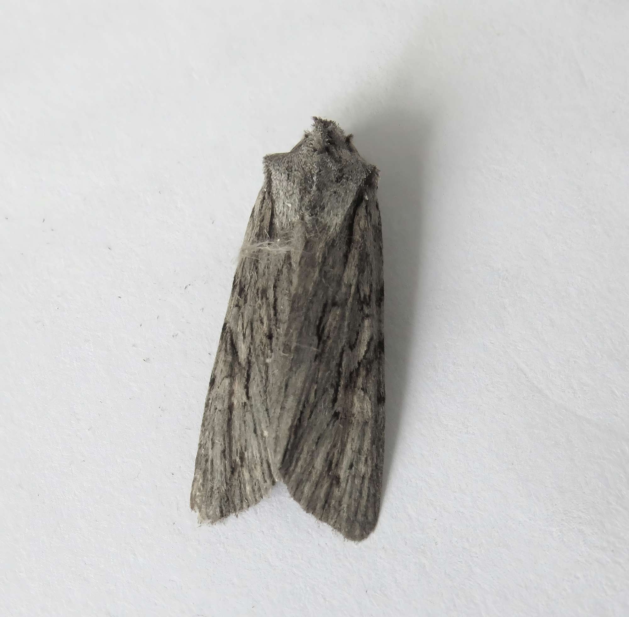 Blair's Shoulder-knot (Lithophane leautieri) photographed in Somerset by Rob Grimmond