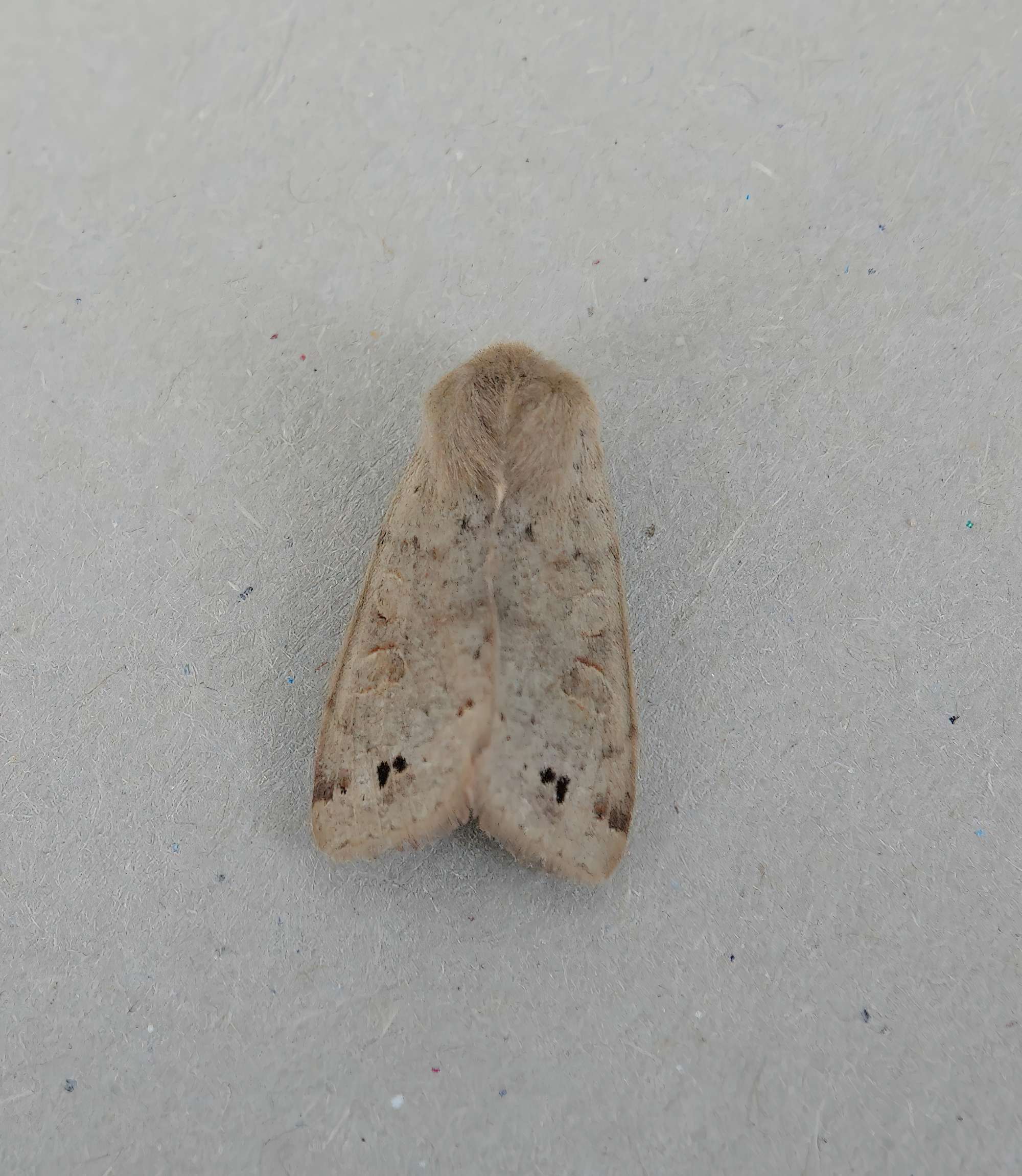 Twin-spotted Quaker (Anorthoa munda) photographed in Somerset by Rob Grimmond