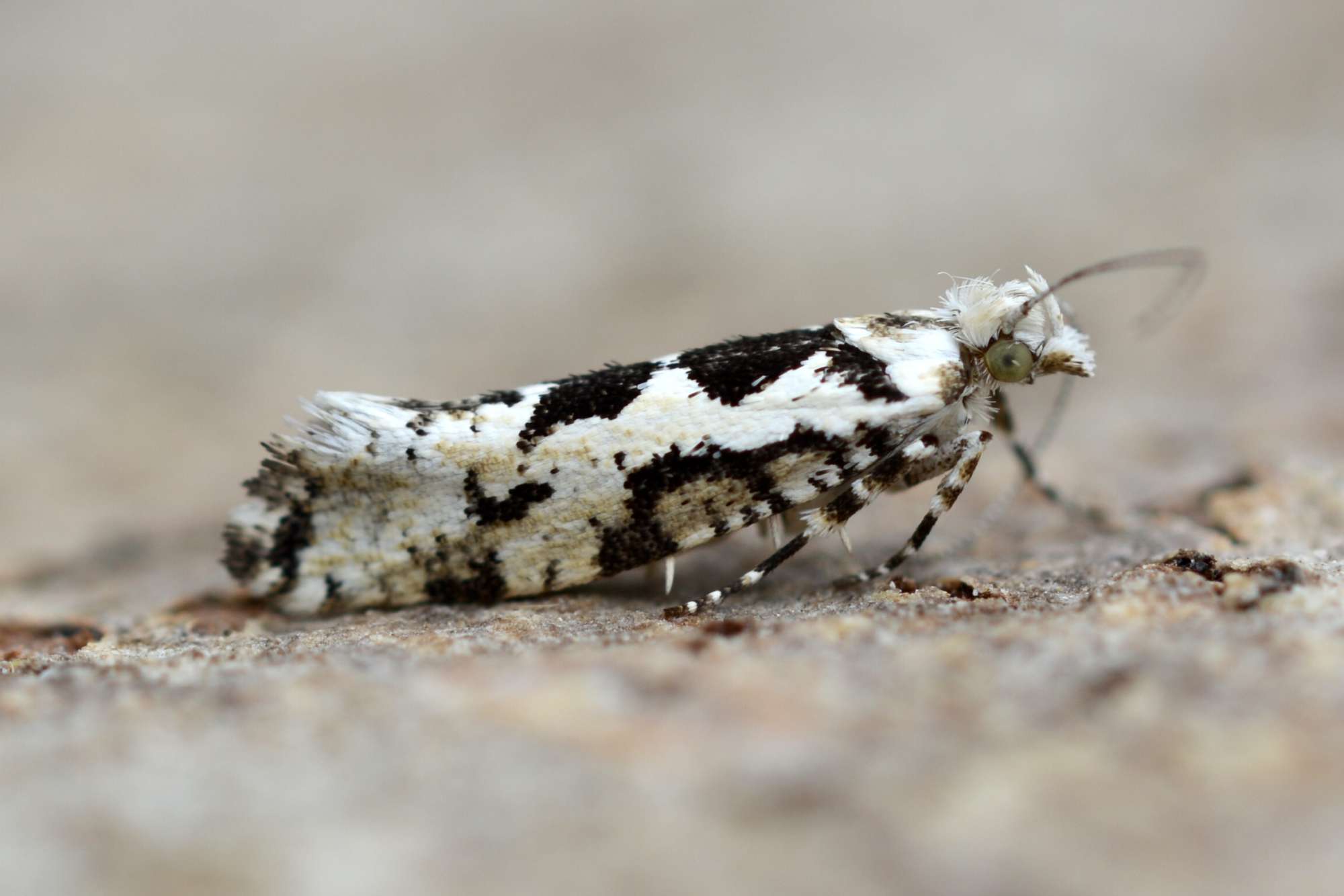 Pied Smudge (Ypsolopha sequella) photographed in Somerset by Sue Davies